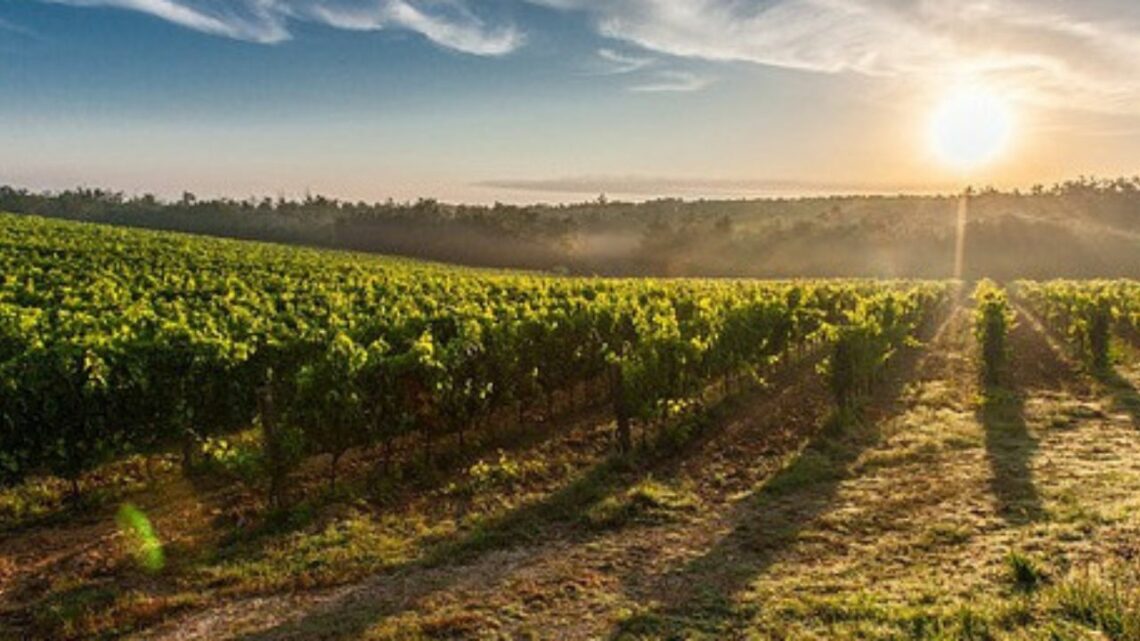 Does soil have an impact on wine? - picture of vines landscape