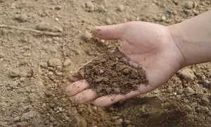 a hand holding dirt in his hand