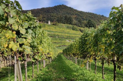 History if wine in Austria