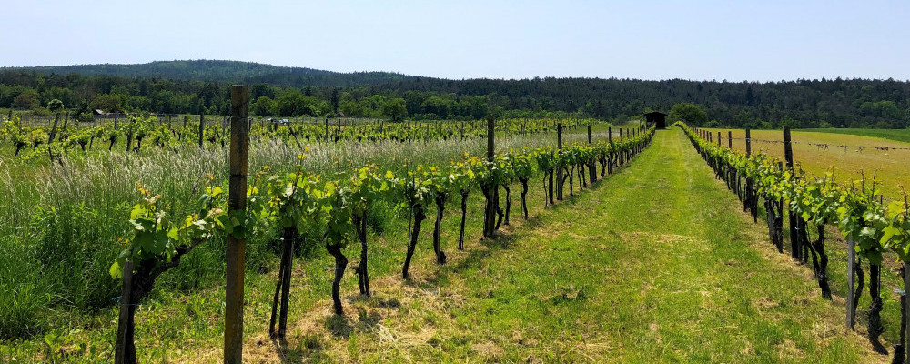 Vines in Rosalia