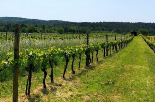 Leithaberg wines - picture of vines