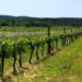 Leithaberg wines - picture of vines