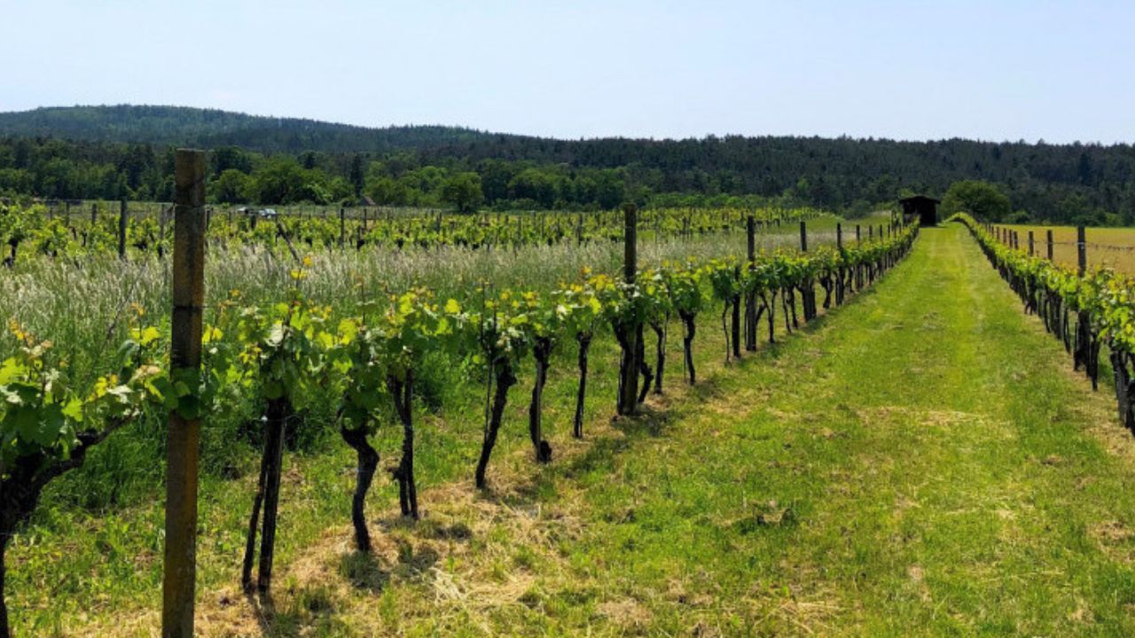 Leithaberg wines - picture of vines