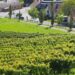 Vulkanland Steiermark wines - picture of landscape of Vulkanland Steiermark