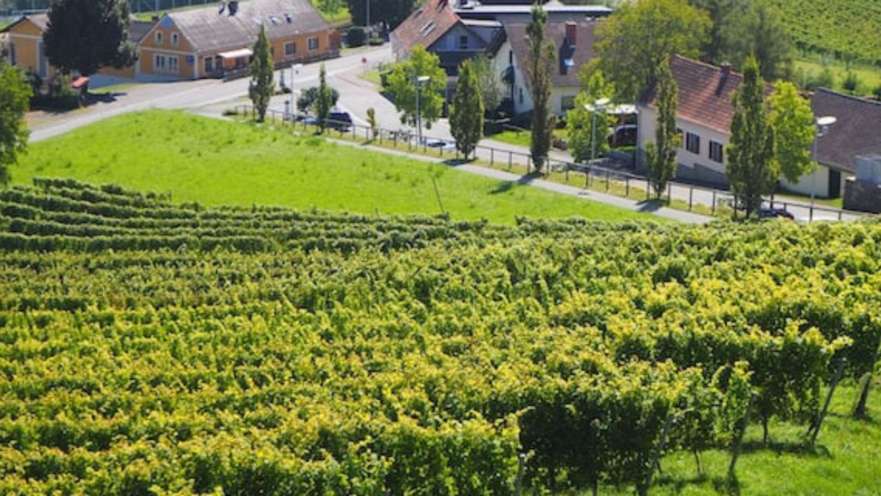 Vulkanland Steiermark wines - picture of landscape of Vulkanland Steiermark