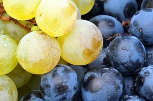 What grape is Sekt made from - white and red grapes