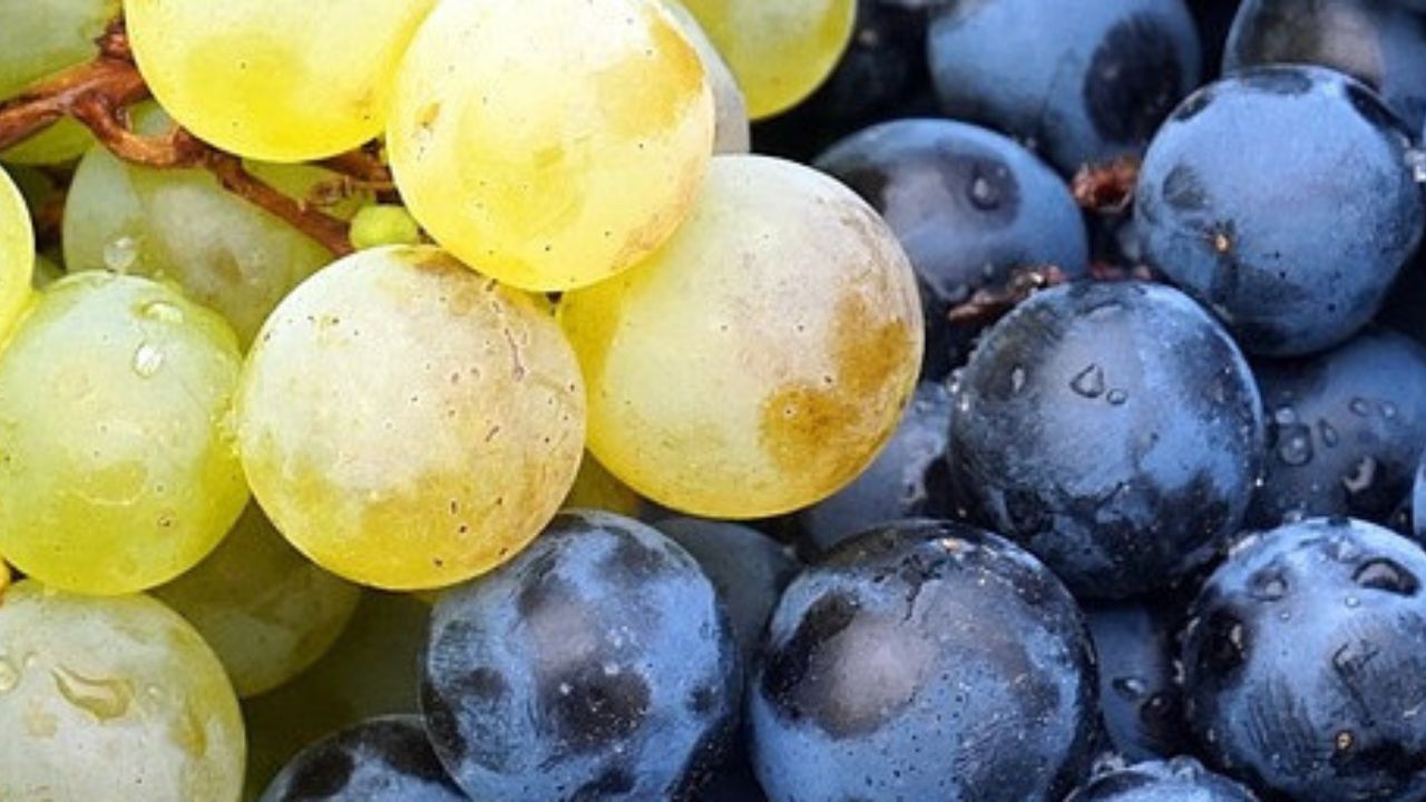 What grape is Sekt made from - white and red grapes