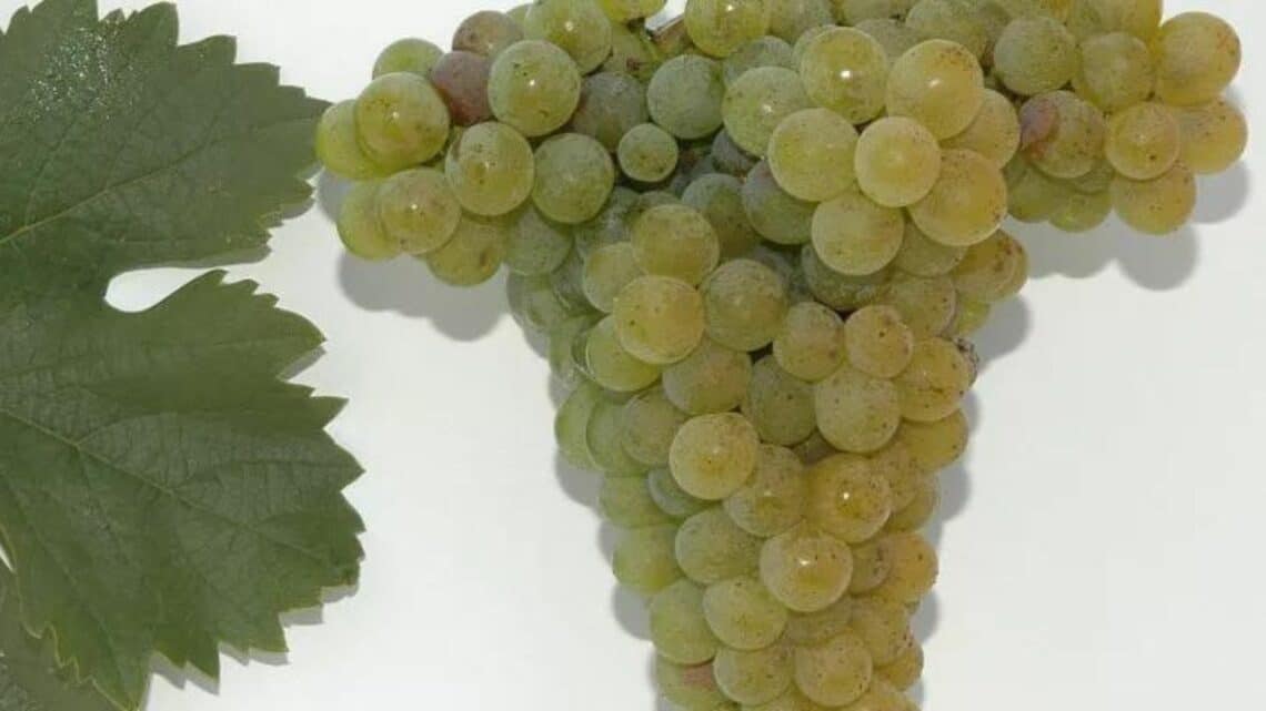 What is Rotgipfler - a bunch of white grapes