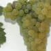 What is Rotgipfler - a bunch of white grapes