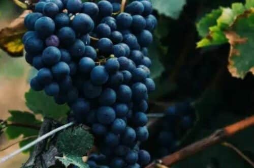 What is Austria’s signature red grape - a bunch of red grapes