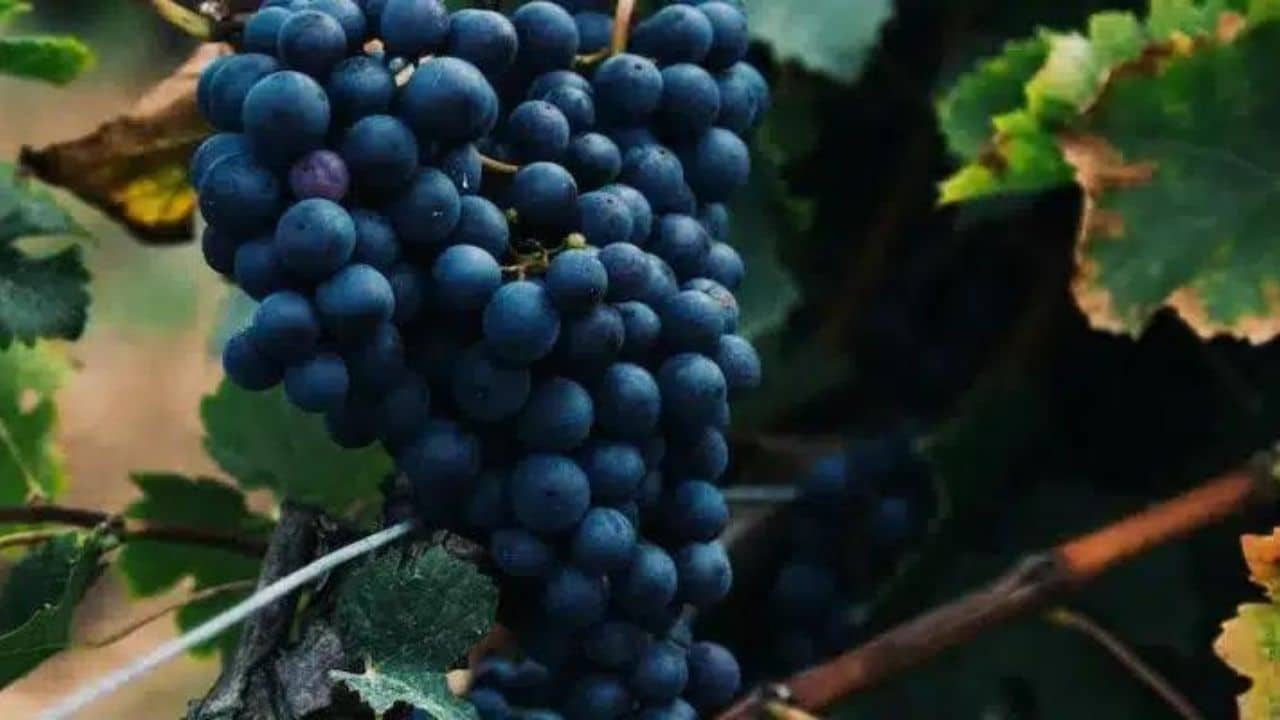 What is Austria’s signature red grape - a bunch of red grapes