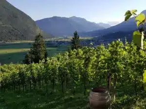 vines in Weingut Flür