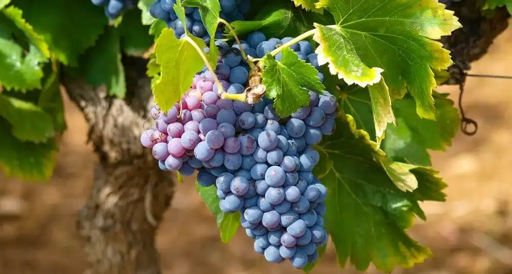 bunch of red grapes on a vine
