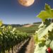 Biodynamic Winemaking In Austria - photo of a vineyard with cover crops and a ladybug on a bunch of grapes and a moon in the sky