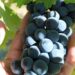 Syrah In Provence - Bold and Spicy flavour - a hand holding a bunch of Syrah grapes