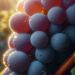 Tibouren grape variety in Provence - photo of a Tibouren grape hanging on a vine