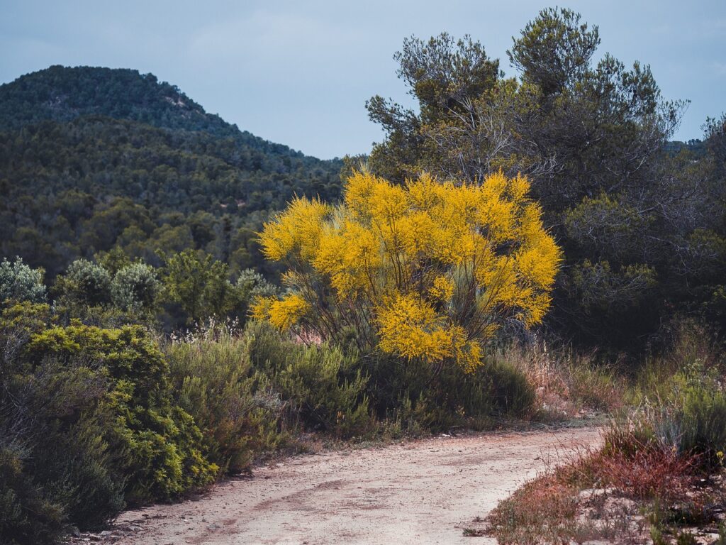 garrigue